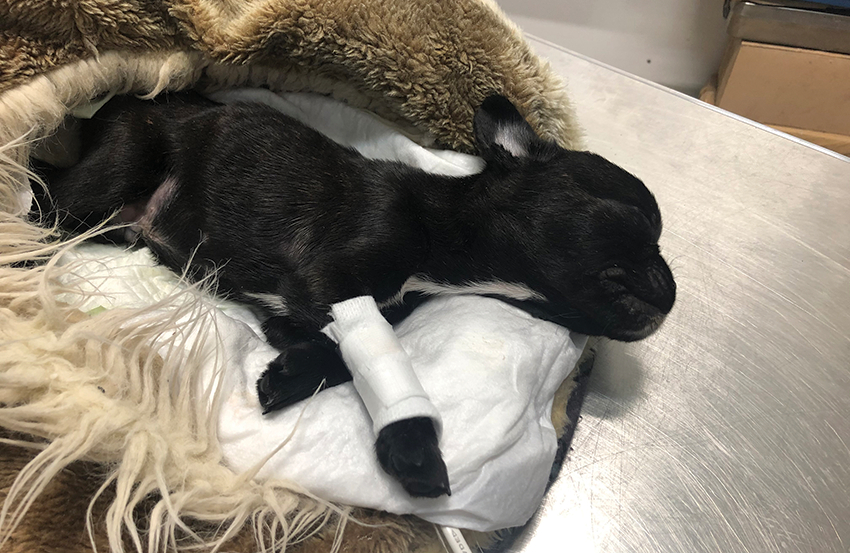 Franču buldoga kucēns Neo veterinārajā klīnikā pērn cīnījās par savu dzīvību. Mēnesi vecais sunītis bija kļuvis par negodprātīgu tirgotāju upuri