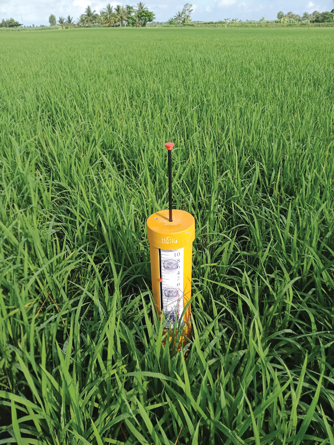 Rīsa laukā novietots sensors ar pludiņu, kas mēra ūdens līmeni. Foto no privātā arhīva
