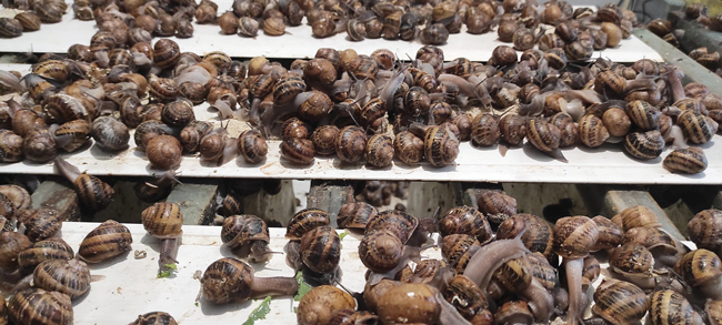 Vienīgā gliemežu ferma Besarābijā tika izveidota 2016. gadā