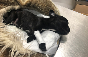 Franču buldoga kucēns Neo veterinārajā klīnikā pērn cīnījās par savu dzīvību. Mēnesi vecais sunītis bija kļuvis par negodprātīgu tirgotāju upuri