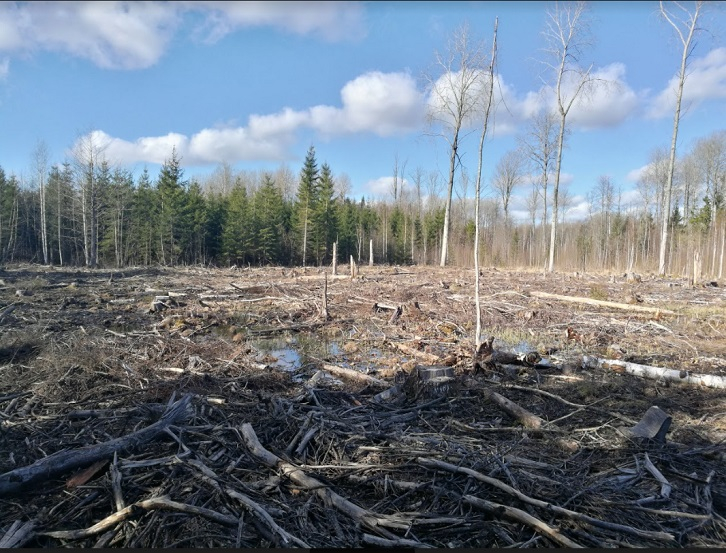 Veci jaukti platlapju meži Sarkaņu apkārtnē. Foto: Viesturs Ķerus