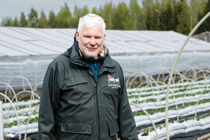 Agronoms Guntars Dzērve uzskata, ka zemeņu audzēšanu Latvijā vajadzētu turpināt attīstīt, jo «imports ir aktīvs tikai sezonas pirmajā pusē»