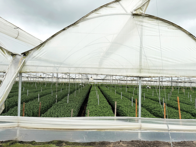 Kolumbijā pieprasīts produkts ir dažādi sensori un siltumnīcu tehnoloģijas, kas kontrolē apgaismojumu, laistīšanu, mēslošanu un citus siltumnīcas procesus. Foto no uzņēmuma arhīva