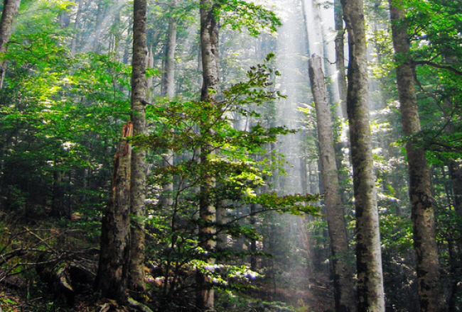 2014_09_biogradska-suma-media-large.jpg