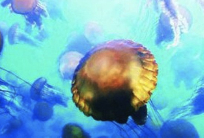 2014_09_disneynatures-oceans-jelly-fish-300x178-lml-media-large.jpg
