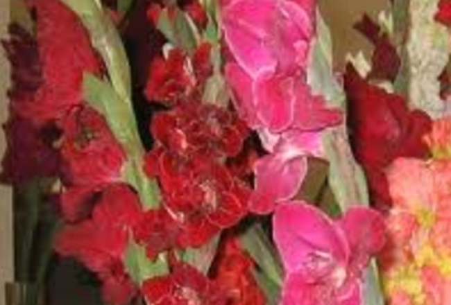 2014_09_gladiolas-media-large.jpg