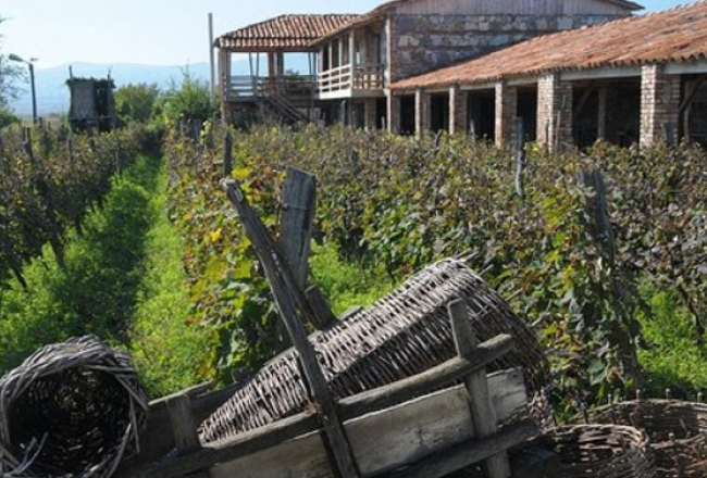 Kahetijas reģions Gruzijā slavens ar vīnogulājiem. Gruzija pasaulē pazīstama ar saviem vīniem. Publicitātes foto