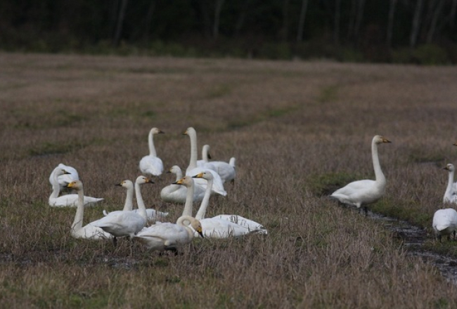 Ziemeļu gulbji. Publicitātes foto