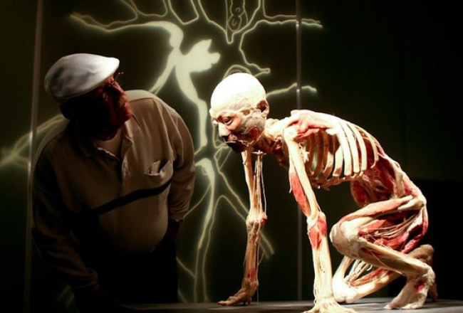 foto: Bodies Revealed