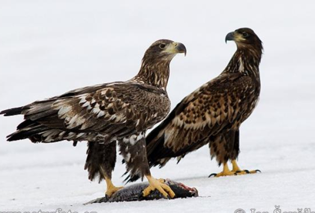 Jūras ērgļi. Foto: naturfoto.cz