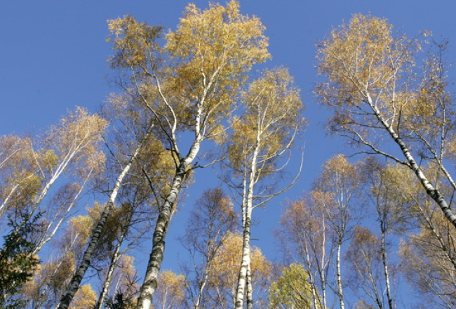 Rudens bērzi. Foto: Elmārs Rudzītis, F64
