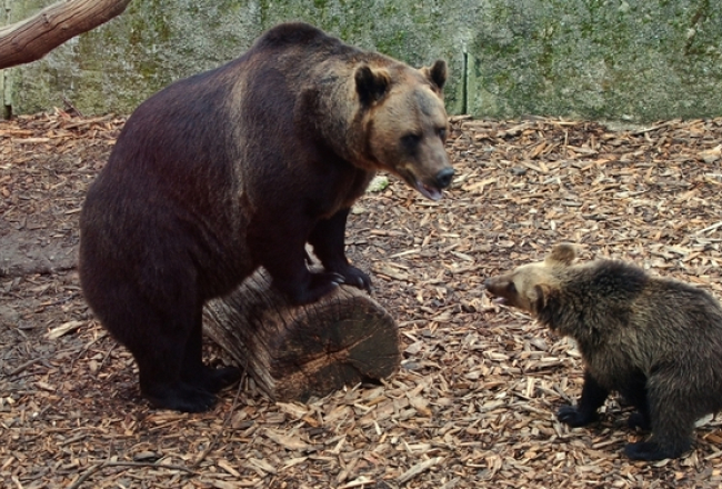 Kalvenes zoodārza lāči. Foto: poga.lv