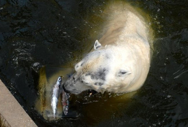 Rīgas Zooloģiskais dārzs