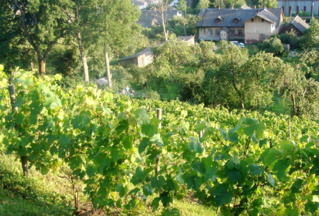 Vīnogulāji Sabiles Vīna kalnā. Foto - LETA