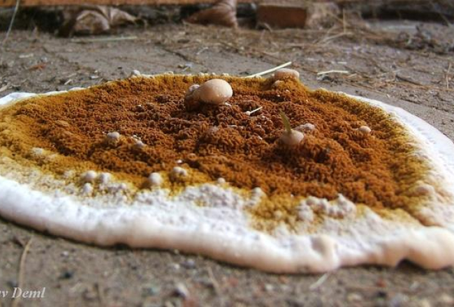 Koka ēkām bīstamā īstā mājas sēne. Ekrānšāviņš no www.biolib.cz