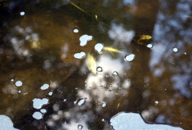 Mārupīte pēc ķīmiskās avārijas. Foto: Andrejs Terentjevs, F64