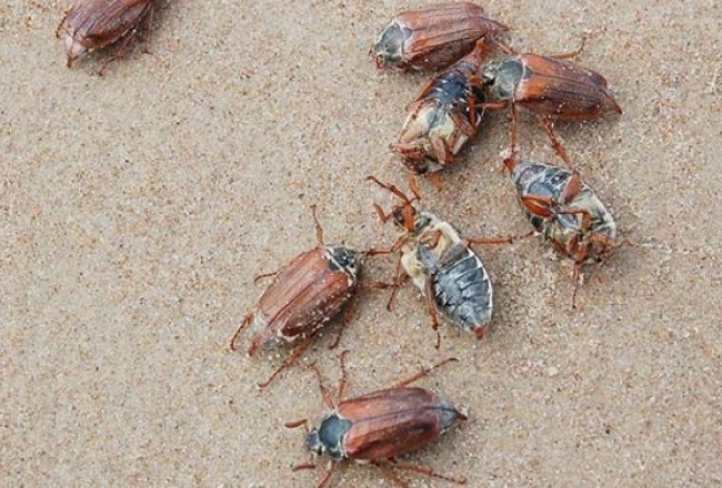 Maijvaboles jūrmalā. Ekrānšāviņš no www.liepajniekiem.lv