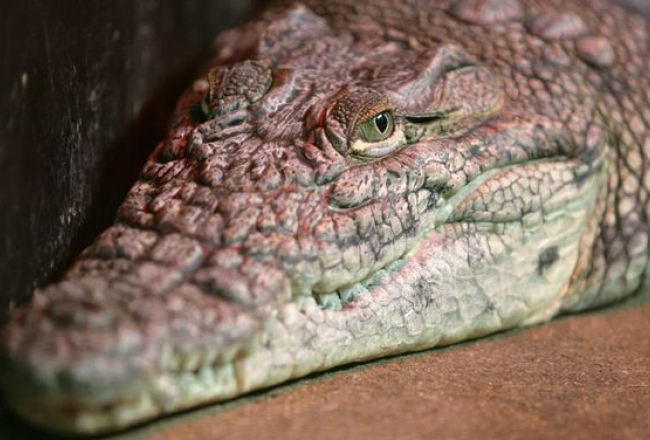 Elmārs Rudzītis, F64