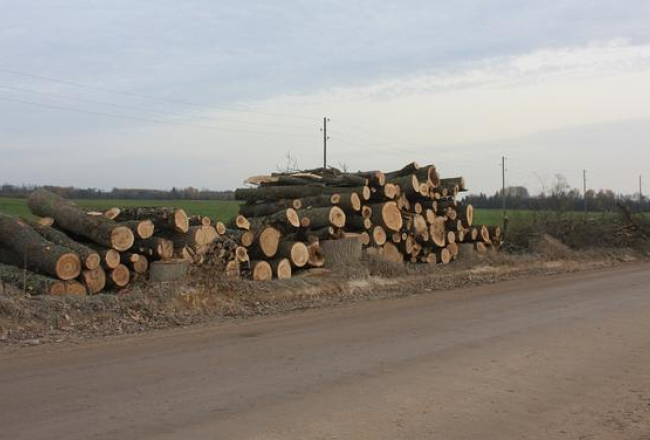 Foto: Dacīte Beķere