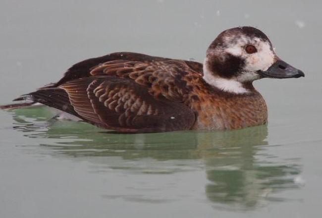 Kākaulis. Foto no Vikipēdijas