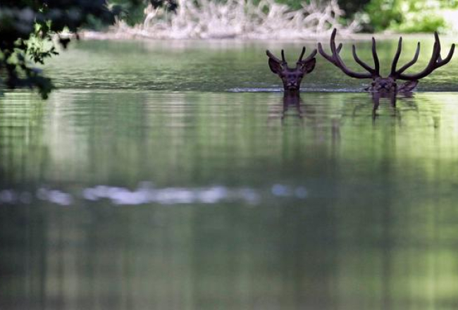 Donavas pārplūstošajos ūdeņos jūnijā varēja redzēt arī šādu skatu - sausākas vietas meklējumos peldošu briežu baru 170 km attālumā no Ungārijas galvaspilsētas Budapeštas. FOTO: AFP/LETA