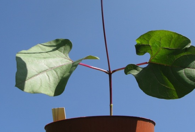 2014_09_pupa-media-large.jpg