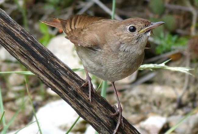 Rietumu lakstīgala (Luscinia megarhynchos).