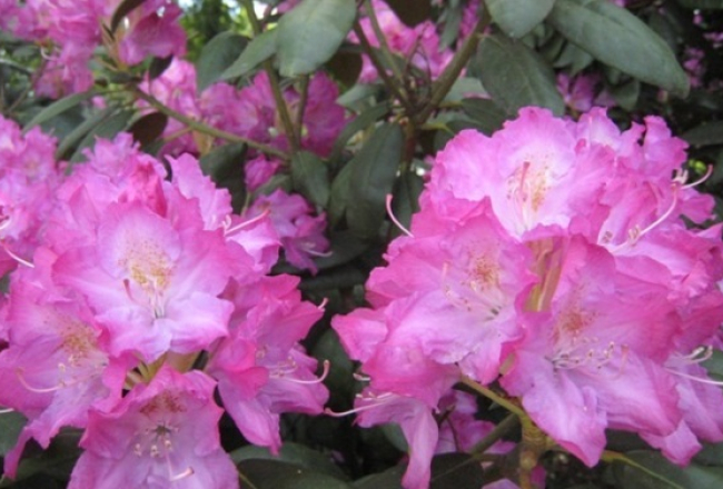 Rododendrs "Atis". Publicitātes foto