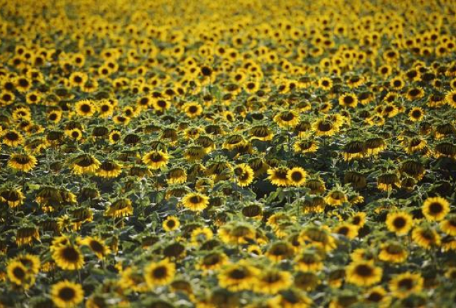 Saulespuķu lauks. Foto: AFP/LETA