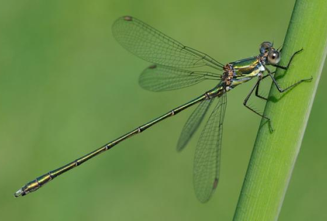 Latvijā novērotā zaļā zaigspāre.