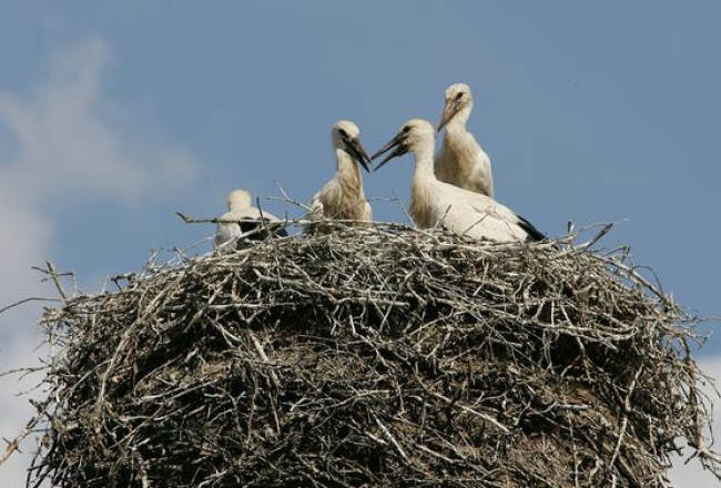 Stārķi atgriezušies savā ligzdā. Foto: Elmārs Rudzītis, F64