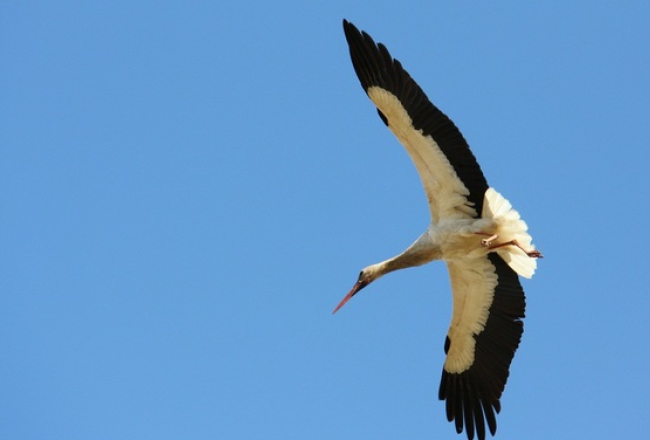 Baltais stārķis. Publicitātes foto