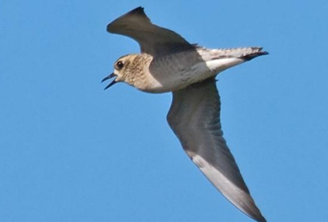 Tundras tārtiņš. Foto: Jānis Jansons