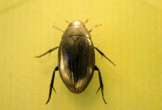 Vabole - lielais ūdensmīlis (Hydrous piceus). Foto: Evija Trifanova, LETA