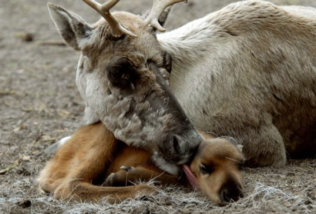 Rīgas Zooloģiskais dārzs