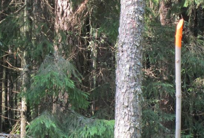 Iezīmētie koki Gaujas nacionālajā parkā. Lasītāja foto