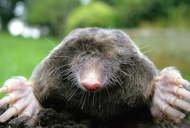 Kurmis. Publicitātes foto