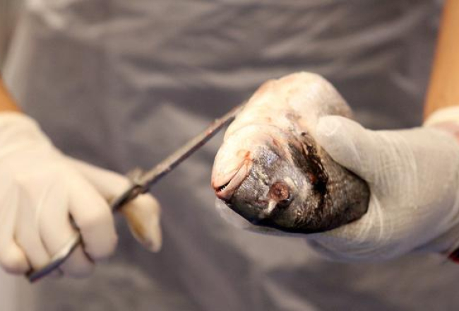 Foto: Kaspars Krafts, F64