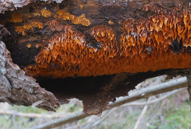 Piepju suga 'Pycnoporellus alboluteus'. Foto: I.Leimanis