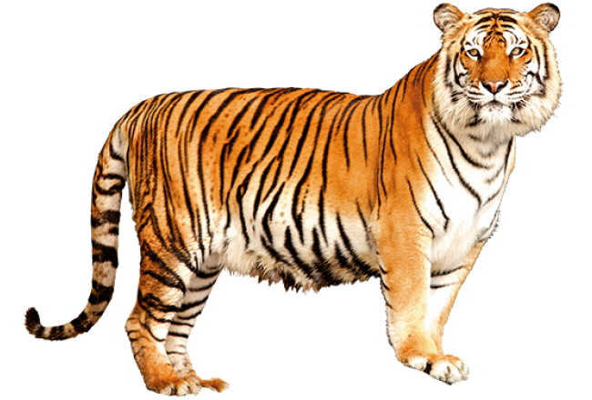 2015_01_sibirijas_tigeris.png