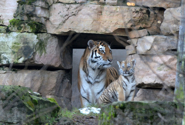 Tīģeriene Katrīna kopā ar Odinu. Rīgas Zoodārza foto