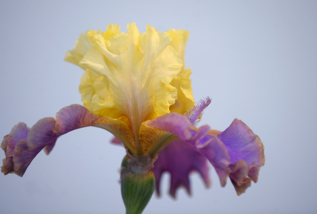 Foto Ieva Lūka, LETA