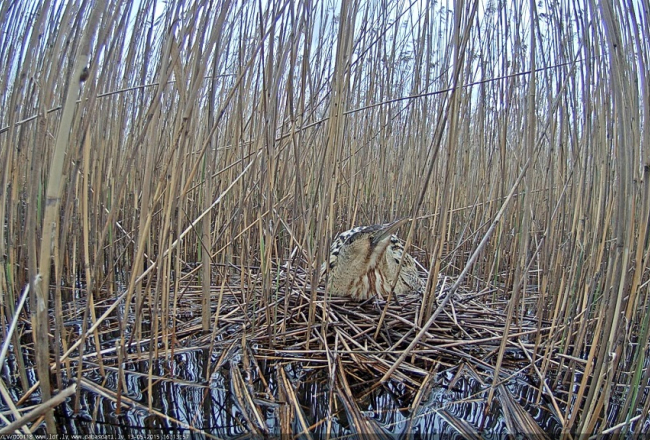 Lielais dumpis. Foto: Dabas fonds