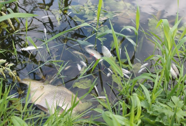 Mirušās zivis Šlokenbekā. Foto: Agita Puķīte, "Neatkarīgās Tukuma Ziņas"
