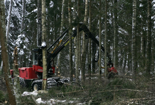 Mežizstrāde. Foto: Kristaps Kuhaļskis, F64