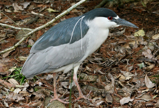 Nakts gārnis.
