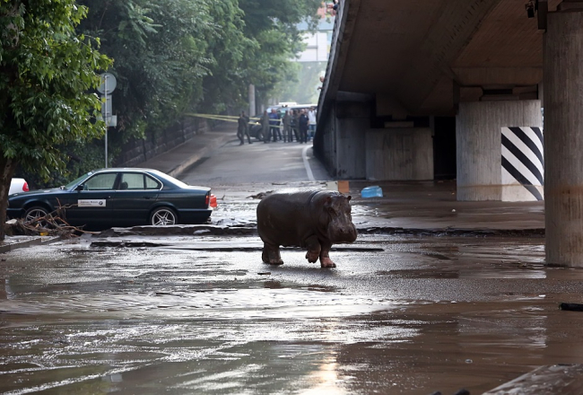Begemots Tbilisi ielās pēc plūdiem. Foto: AFP/LETA