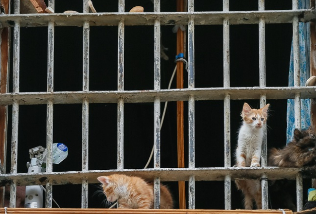Kaķēni cietuma logā. Foto: EPA/LETA