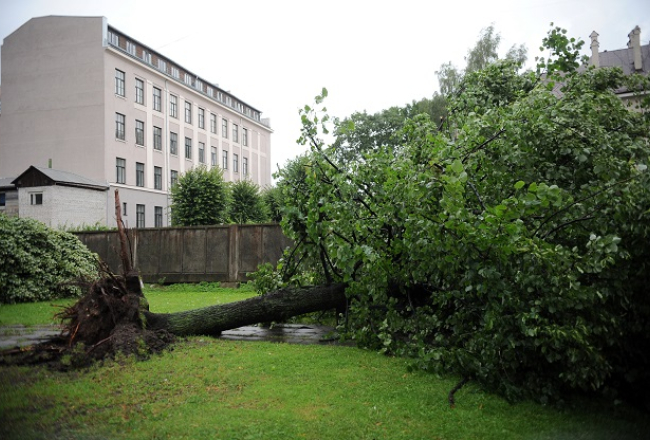 2014.gada augustā stiprajā vētrā Rīgā tika izgāzti daudzi koki. Attēlā - negaisa laikā nolauzti koki skvērā pie Latvijas Zinātņu akadēmijas.