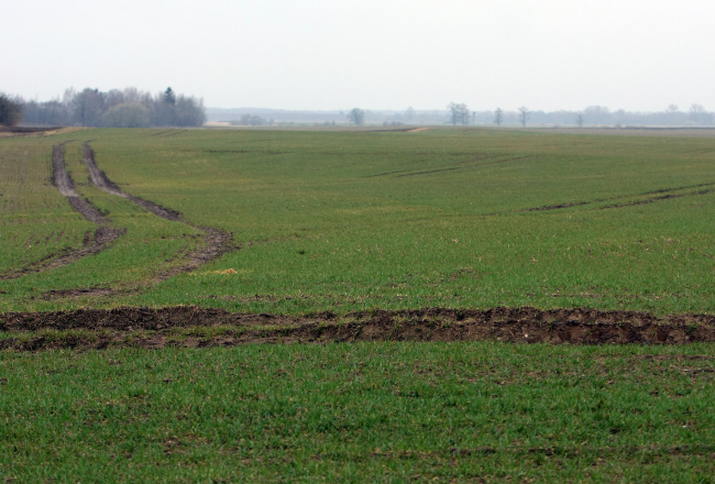 Ziemāju lauks Tērvetes novadā. Foto: Edijs Pālēns, LETA